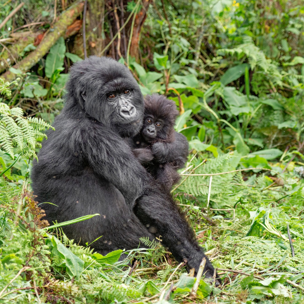 20140125_D4_Gorilla-and-baby_RD4_1414-C 20140125_D4_Gorilla-and-baby_RD4_1414-C