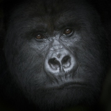 20061104_D200_Gorilla_portrait_RJK1509-3-C