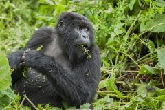 20080221_Gorilla_Rwanda_RJK0096