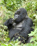 20080221_Gorilla_Silverback_Rwanda_RJK0137