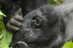 20080221_Gorilla_Sleeping_Rwanda_RJK0014