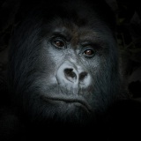 20080221_Gorilla_portrait_Rwanda_RJK0192