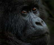 20100127_d3S_Gorilla_portrait-Rwanda_Mod-d_Oct24_RJK0158-C