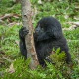 20100202_Gorilla_K101589