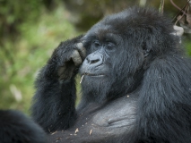 20100221_Gorilla_Rwanda_K101676