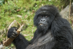 20100221_Gorilla_Rwanda__K101671-2