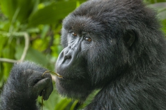 20100222_Gorilla_Rwanda_K101794