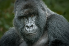 20100222_Gorilla_Rwanda_K101914-C2