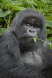 20100222_Gorilla_Rwanda_K101930