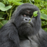 20100222_Gorilla_Rwanda_K101932