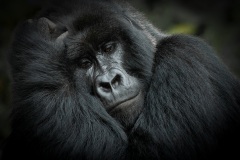 20100222_Gorilla_Rwanda_a_K101922-C