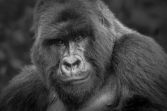 20100222_Gorilla_Rwanda_mono_K101914-C2