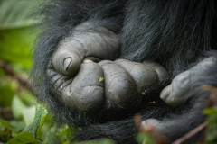 20100222_Gorilla_hand_Rwanda_K101882