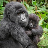 20140125_D4_Gorilla-and-baby_RD4_1414-2-C