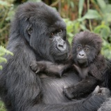 20140125_D4_Gorilla-and-baby_RD4_1456-C