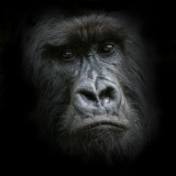 20140127_D4_Agashya_Silverback_Rwanda_RD4_1238