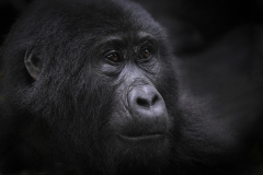 20160704_D5_Gorilla_Habinyanja_Uganda_RJK3102
