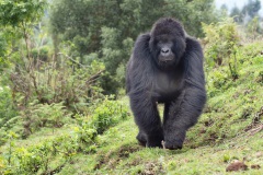 20161002_D810_Silverback_RJK_4997-C