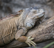 20181225_D850_Iguana_Penang_DSC1210