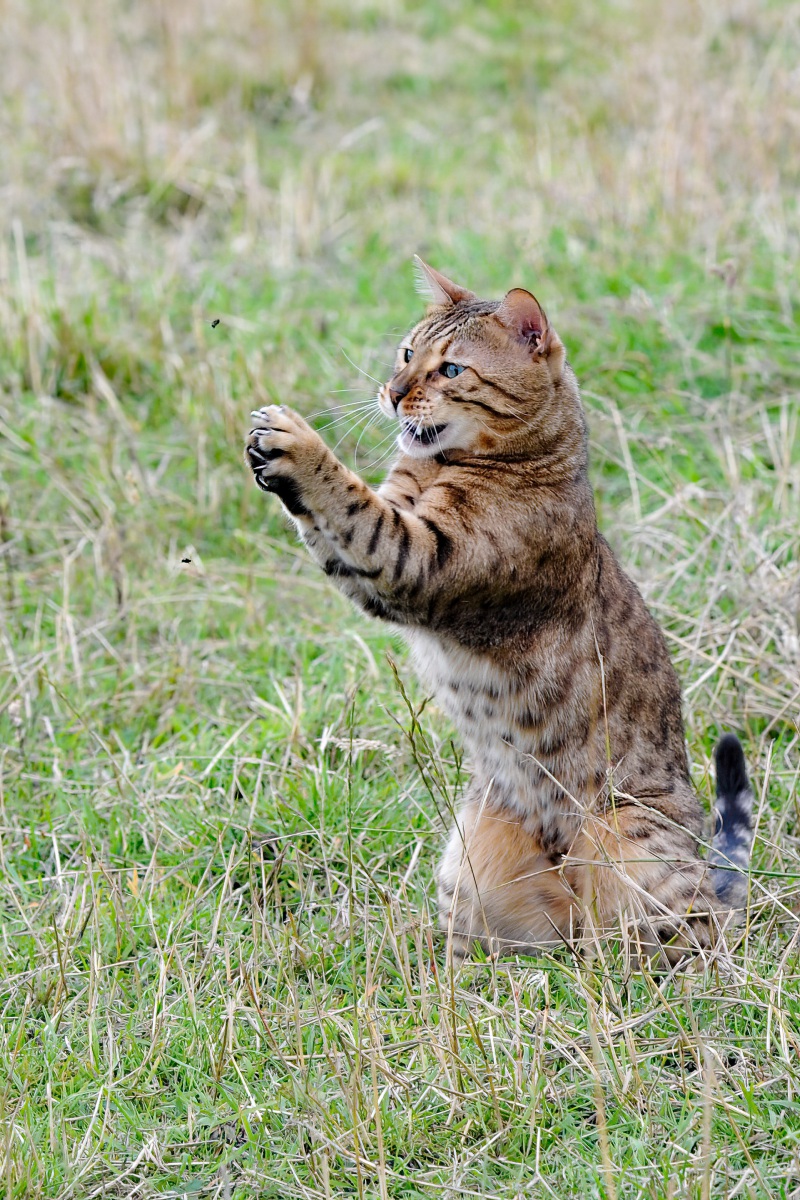 20120805_D3S_Raji_Chasing_flies_RJK6389-C 20120805_D3S_Raji_Chasing_flies_RJK6389-C