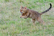201200805_D3S_Raji_Chasing_flies_RJK6368-C