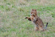 20120805_D3S_Raji_Chasing_Flies_RJK6398-C