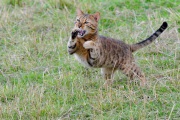 20120805_D3S_Raji_chasing_flies_RJK6370-C