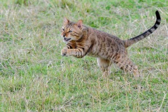 201200805_D3S_Raji_Chasing_flies_RJK6368-C
