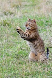 20120805_D3S_Raji_Chasing_flies_RJK6389-C