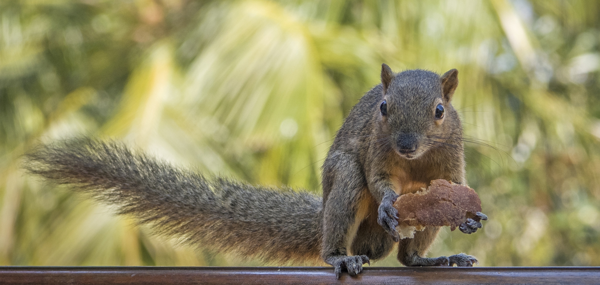 20190923_D850_Bali_Squirrel_Bali_DSC_1647 20190923_D850_Bali_Squirrel_Bali_DSC_1647