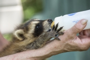 20150703_Raccoon_baby_Cleveland_RJK_1157