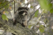 20150703_raccoon_Cleveland_RJK_1126