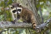20150703_raccoon_baby_Cleveland_RJK_1199