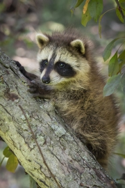 20150703_raccoon_baby_Cleveland_RJK_1273