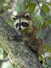 20150703_raccoon_baby_Cleveland_RJK_1282