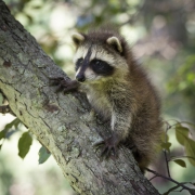 20150703_raccoon_baby_Cleveland_captive_RJK_1290