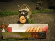 20150705_racoon_donuts_Cleveland_RJK_1254