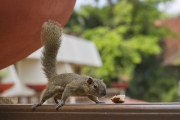 20190923_D850_Bali_Squirrel_Bali_DSC_1595