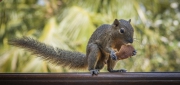 20190923_D850_Bali_Squirrel_Bali_DSC_1645