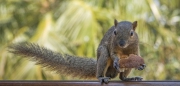 20190923_D850_Bali_Squirrel_Bali_DSC_1647