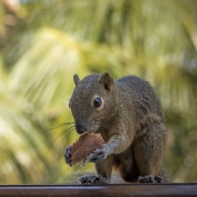 20190923_D850_Bali_Squirrel_Bali_DSC_1648-3