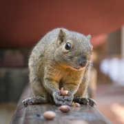 20190923_D850_Bali_Squirrel_Bali_DSC_1722