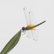 20191019_D850_Dragonfly_DSC_1848-C
