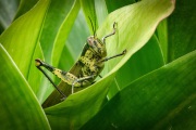 20230823_D850_Javanese_Bird_Grasshopper_DSC_3776-C2